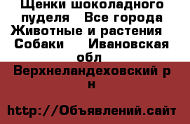 Щенки шоколадного пуделя - Все города Животные и растения » Собаки   . Ивановская обл.,Верхнеландеховский р-н